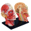 Medical-Torso Human Body Model Education Head Muscles Organs for Student Teaching Study Assembling 4