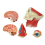 Medical-Torso Human Body Model Education Head Muscles Organs for Student Teaching Study Assembling 6