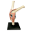 Medical Torso Human Body Model Education Knee Joint Organs for Student Teaching Study Assembling 4