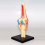 Medical Torso Human Body Model Education Knee Joint Organs for Student Teaching Study Assembling 7