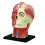 Medical-Torso Human Body Model Education Head Muscles Organs for Student Teaching Study Assembling 1