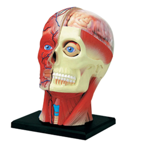 Medical-Torso Human Body Model Education Head Muscles Organs for Student Teaching Study Assembling 1