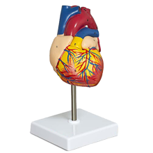 Herzmodell, 2-teiliges Deluxe-Anatomiemodell in Lebensgröße mit 34 anatomischen Strukturen,