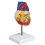 Hartmodel, 2-delig luxe levensgroot menselijk model anatomie met 34 anatomische structuren, 2
