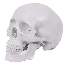 Mini-model van een menselijke schedel, anatomisch model in 3 delen met afneembare kap en gearticuleerde onderkaak