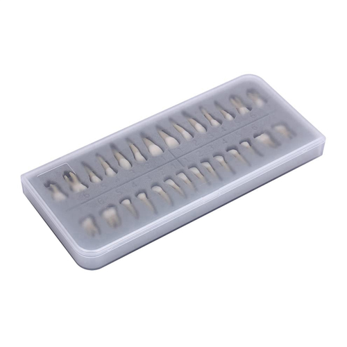 28Pcs Tooth Model 1:1 Permanent Teeth Dental Resin Demonstration Education Teach Study 1