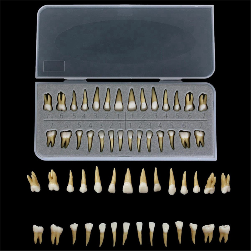 28Pcs Tooth Model 1:1 Permanent Teeth Dental Resin Demonstration Education Teach Study 2