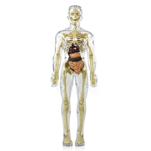 3D-model van een menselijk torso, skelet, menselijk model, verwijderbare onderdelen, doe-het-zelf skelet speelgoed