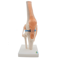 Anatomisch kniegewricht met ligamentenmodel, levensgroot