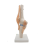 Anatomisch kniegewricht met ligamentenmodel, levensgroot 3