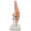 Anatomisch kniegewricht met ligamentenmodel, levensgroot 2