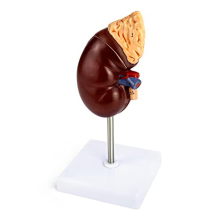 Levensgroot niermodel, 2 delen met interne structuur, een replica van de menselijke anatomie voor artsen, educatief hulpmiddel