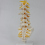 Teaching Equipment Model 5-Segment Lumbar Spine with Sacral Accessory Orthopedic Display Aids 4