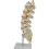 Teaching Equipment Model 5-Segment Lumbar Spine with Sacral Accessory Orthopedic Display Aids 2