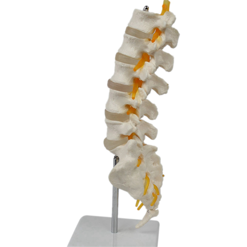 Teaching Equipment Model 5-Segment Lumbar Spine with Sacral Accessory Orthopedic Display Aids 1