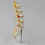 Teaching Equipment Model 5-Segment Lumbar Spine with Sacral Accessory Orthopedic Display Aids 3
