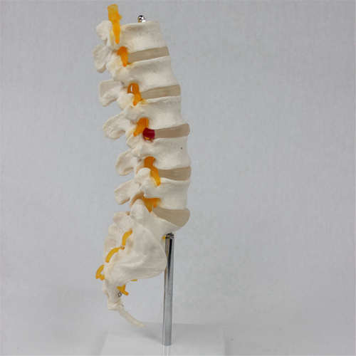 Teaching Equipment Model 5-Segment Lumbar Spine with Sacral Accessory Orthopedic Display Aids 2