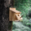 Vogelhaus für draußen, Holznest, hängendes oder an der Wand montiertes Haus 6