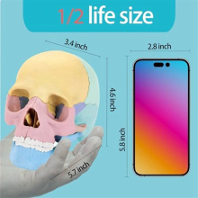 Anatomisches Schädelmodell, menschliches Puzzle, abnehmbares Mini-Medizinschädelmodell, menschliches Organmodell