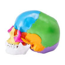 Menschliches Schädelmodell, lebensgroße bemalte Anatomie, PVC, anatomisch A