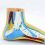 Foot Anatomy Model, Human Normal Flat Arched Muscle Model Feet(Normal ) 5