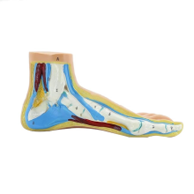 Voetanatomiemodel, menselijk normaal plat gebogen spiermodel voeten (normaal)