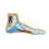 Foot Anatomy Model, Human Normal Flat Arched Muscle Model Feet(Normal ) 1