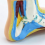 Foot Anatomy Model, Human Normal Flat Arched Muscle Model Feet(Normal ) 7
