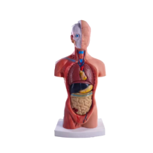 Torso Mannequin Anatomiepop 15 Verwijderbare Onderdelen Educatief Orgaanmodel Menselijk Intern