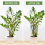 Supporto per piante da giardino, robusto supporto per gabbia ad anello semicircolare per peonie (10 pezzi) 5