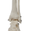 Voetgewrichtsmodel, menselijke anatomie levensgroot, skeletmodel lesmateriaal 3