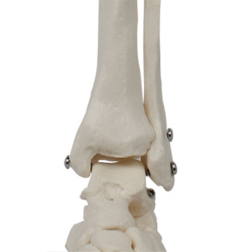 Voetgewrichtsmodel, menselijke anatomie levensgroot, skeletmodel lesmateriaal 2