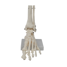 Voetgewrichtsmodel, menselijke anatomie levensgroot, skeletmodel lesmateriaal