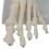 Voetgewrichtsmodel, menselijke anatomie levensgroot, skeletmodel lesmateriaal 6