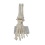 Voetgewrichtsmodel, menselijke anatomie levensgroot, skeletmodel lesmateriaal 2