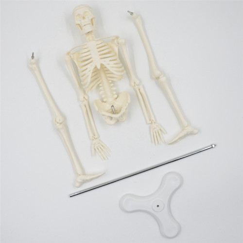 45CM Human Anatomy Skeleton Model Poster Learn Model 1