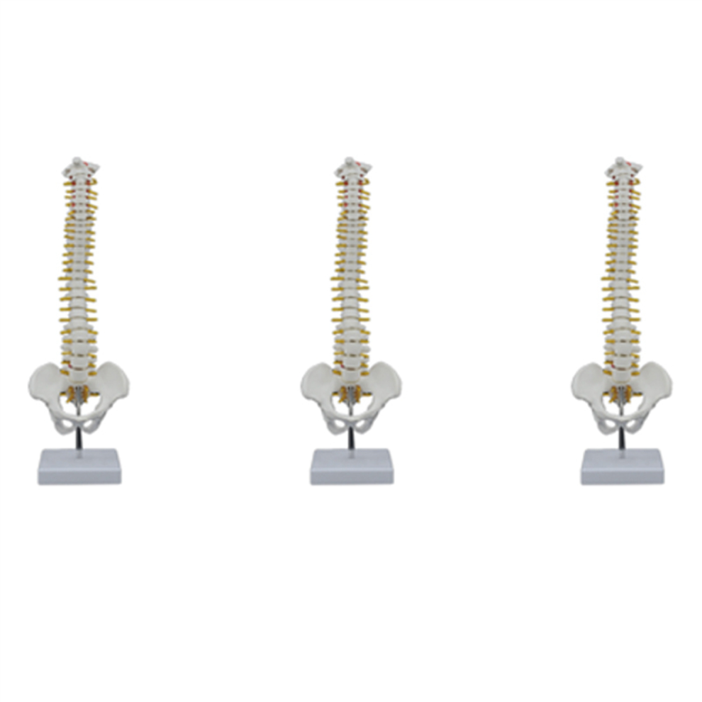 45CM Menselijke Wervelkolom Met Bekkenmodel Van De Menselijke Anatomie-image