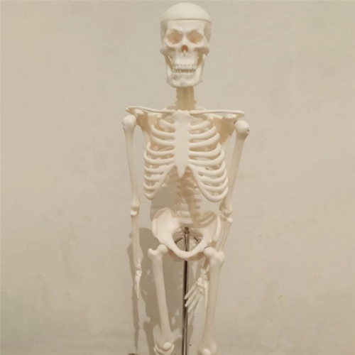 45CM Human Anatomy Skeleton Model Poster Learn Model 2