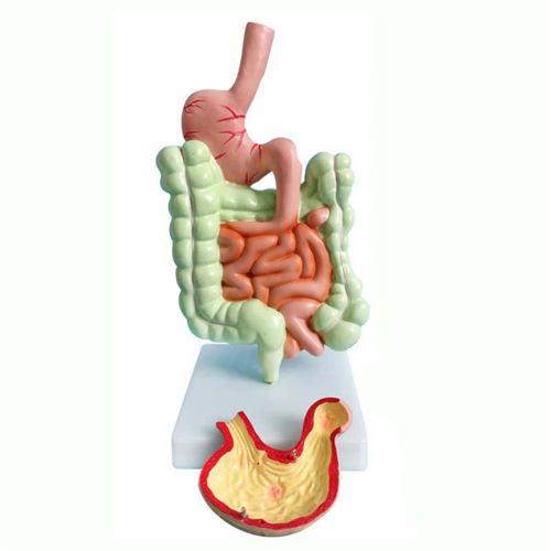 Human Digestive System Model Stomach Anatomy Large Intestine Cecum 1