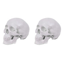 Mini Human Skull Model, 3 Parts Anatomical Skull Model