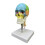 Human Colored Skull Model Human Head Skull with Cervical Vertebra for Teaching 6