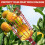 (1 set) Portable adjustable telescopic pole fruit picker - 1.6 meters 9