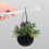 (5) Stainless steel bonsai rakes 9