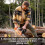 (One set) of tree felling wedges 2