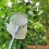 (2) Metal Fruit Pickers High-Altitude Fruit Pickers 16CM 4
