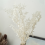 45cm Dried Forever Preserved Ruscus Flowers DIY for Home Decor 3