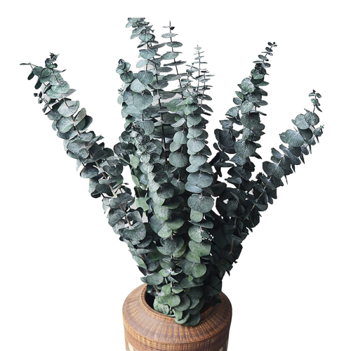 10Pack Natural Dried Eucalyptus Bundle,Preserved Fresh Eucalyptus 1