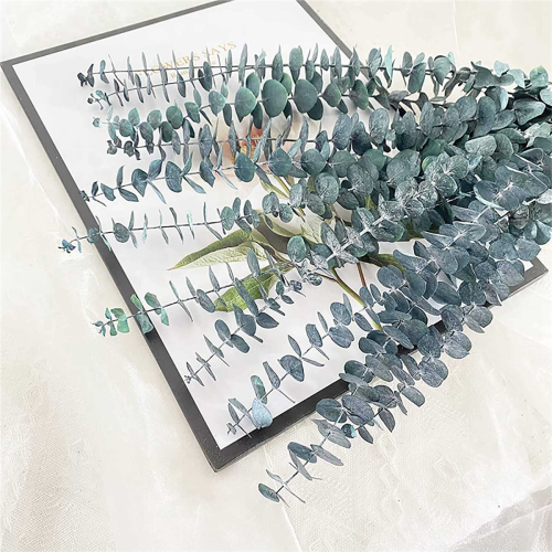 10Pack Natural Dried Eucalyptus Bundle,Preserved Fresh Eucalyptus 2