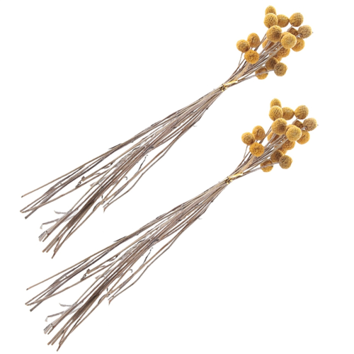 40Pcs Dried Craspedia Flowers Dried Button Balls Flowers 2