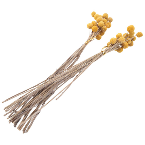 40Pcs Dried Craspedia Flowers Dried Button Balls Flowers 1